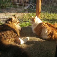 Taffy 🌈 & Baby Kitty & little girl, Gypsy (@tbabykitty) 's Twitter Profile