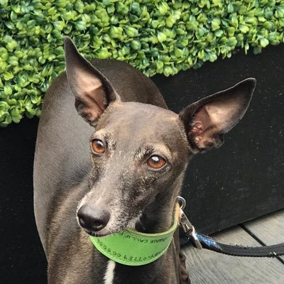 Superstar Italienische Windspiele (Italian Greyhound). Born in Yorkshire, now living on the Isle of Wight. All tweets by my dad (in case you wondered!)