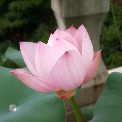 I am a Korean Buddhist nun in Chogye Order. May all being be happy.한줌의 재로 남을 육신의 소유자. 생사해탈을 목표로 하는 부처님 제자. 모든 존재들의 행복을 위한 삶. 오늘은 삶의 마지막날.