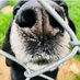 Marty's Place Senior Dog Sanctuary (@martys_dogs) Twitter profile photo