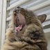 I DISSENT (@crankypatriot1) Twitter profile photo I DISSENT (@crankypatriot1) Twitter profile photo