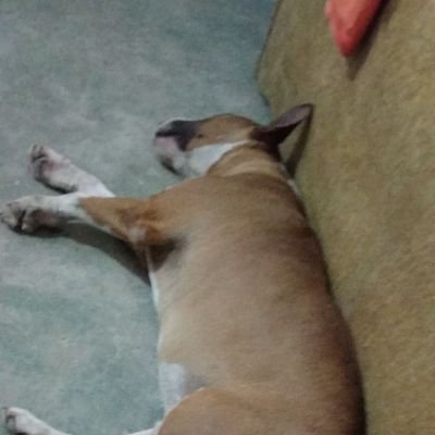 elquerequeque's profile picture. 