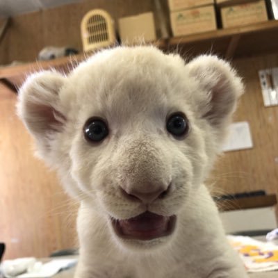 ねぼすけ ほんまにイケメンすぎるw結婚してくれ Rt Twinavi 話題のツイート この猫がイケメンすぎて動機がとまらない Http Twme Jp Tnav 00vz