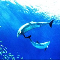 安島郁子 (@7187qpcx8qvhxgx) Twitter profile photo