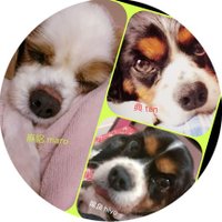 ai (@ai_cavalier) 's Twitter Profile
