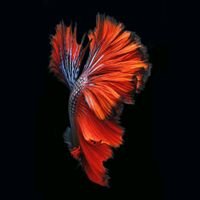 Colorlight5's profile picture. 