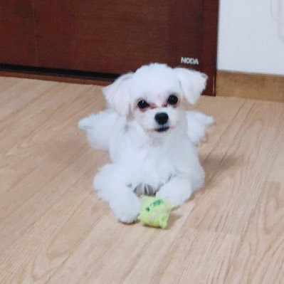 ナラ Ar Twitter なーちゃん 大人の毛 生えてきたー すかさずセクシーショット撮ってみたら 刺激はそれほどなかったね 涙やけ 拭いても拭いても治らなくてかわいそう それでもかわいいけど 笑笑 ミックス犬 チワマル チワワ マルチーズ 犬好きさんと