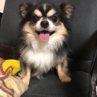 マメタ犬の挑戦 (@hatpnvrxqhdwk5x) Twitter profile photo