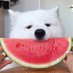 Mayapolarbear (@mayapolarbear) Twitter profile photo Mayapolarbear (@mayapolarbear) Twitter profile photo