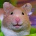 Mad Hamster (@madhamster5) Twitter profile photo Mad Hamster (@madhamster5) Twitter profile photo