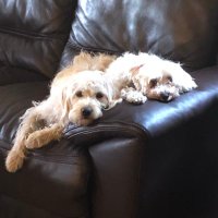 Sherryl Petricevic (@sherrylp29) Twitter profile photo