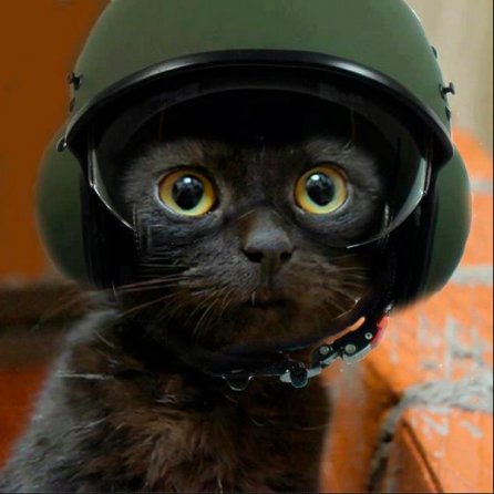 Kittens_Dungeon's profile picture. #FollowBack #follow #followme #FollowALL #Follw4Folllow #TFB #F4F #IFollowAll