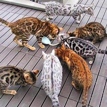 pictures of bengal cats