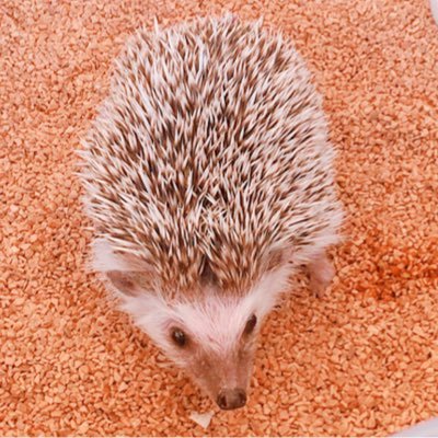 チロルチョコさんのプロフィール画像