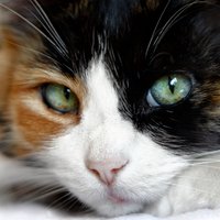 Heard_Lab (@heard_lab) 's Twitter Profile