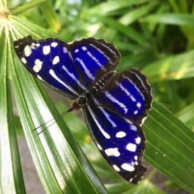 AZA Non-profit Insectarium celebrating plants and animals. And we really love our butterflies. https://t.co/xc0nx5UkOH… #butterflyhousestl