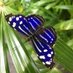 Sophia M Sachs Butterfly House (@butterflyhse) Twitter profile photo Sophia M Sachs Butterfly House (@butterflyhse) Twitter profile photo