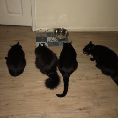 We are 4 beautiful black cats called: Tibby-Rae 💛Binky-Boo 💖 Taliey-Rain ❤️ Jett-Jackson 💚 Join us on our furry little journey😻