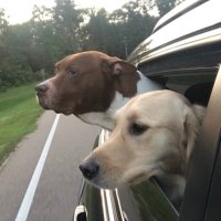 DePo(The Deplorable HRC warned you about) #MAGA (@depo2012) 's Twitter Profile