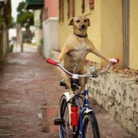 Carlos Hernández (@recuerdosaureos) 's Twitter Profile Photo