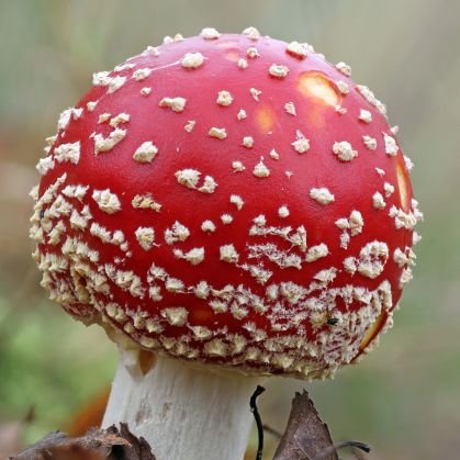 Promoting, recording and protecting the Fungi of Glamorgan. https://t.co/nTnm8ylHfZ :-)