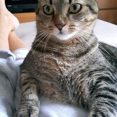 GiordanoCereda's profile picture. Sto spesso in casa ma sono una piccola tigre.