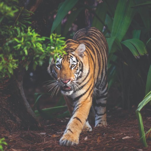 I'm LSU's current live tiger mascot. I'm the only tiger mascot living on a college campus in the U.S. Geaux Tigers!