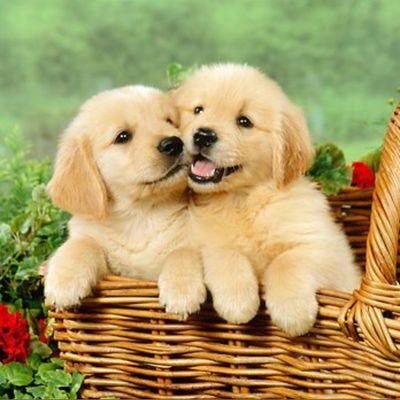 Aman12774770's profile picture. now for everyday take a picture for cute puppies🐕🐕🐕🐕🐕🐕🐕🐕🐕🐕🐕🐕