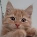 Catroger (@throgleymarsh) Twitter profile photo Catroger (@throgleymarsh) Twitter profile photo