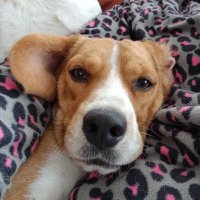 Big E The Beagle with Leishmaniasis(@BLeishmaniasis) 's Twitter Profile Photo