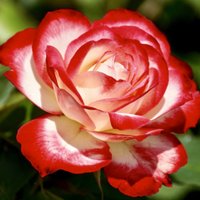 FlowerPictureDaily (@flowerpicdaily) 's Twitter Profile Photo FlowerPictureDaily (@flowerpicdaily) 's Twitter Profile Photo