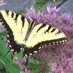Yellow Swallowtail (@tanya_hoskin) Twitter profile photo