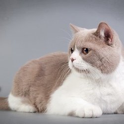 klimbiskit's profile picture. 