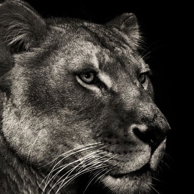 handaebbu's profile picture. 