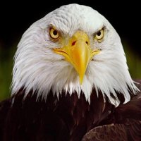 SOFO Touchdown Club (@sofofootball) 's Twitter Profile