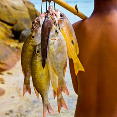 #TraditionalLife #traditionalVideo
#traditional #traditionalfishing #fishing #fish #village #AmazingFishing #FishTrap #fishdory #CrabTrap #FrogTrap #AnimalTrap