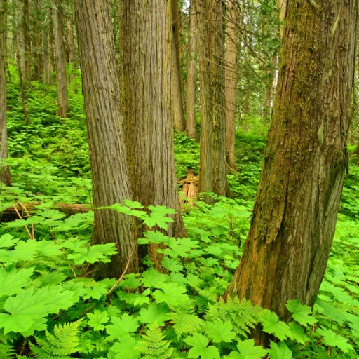 Conservation North is volunteer-run, science-based, and donation-supported. We are about protecting primary forests.