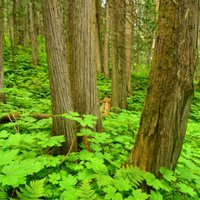 Conservation North (@conserva_north) 's Twitter Profile