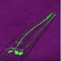 Laurent Lab (@laurentlab_) 's Twitter Profile