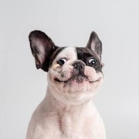 Felix(@felix_frenchie) 's Twitter Profile Photo