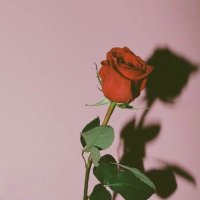 Mia🦋 (-30kg) (@edforperfection) 's Twitter Profile