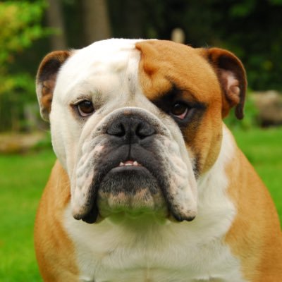 WGC_Lonres's profile picture. Co-founder of https://t.co/cJ8KIuwwnV, London's premier real-time database of the residential property market. Proper dog lover. Tweets my own.