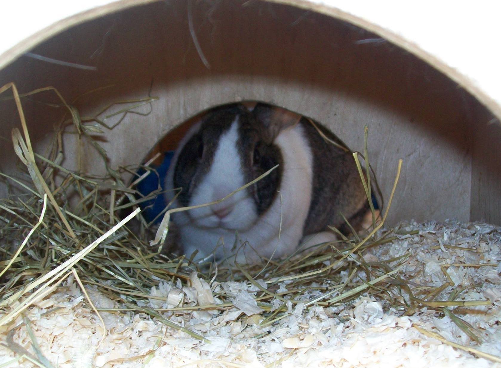 YRR was created in 2013, we are a small home run rescue with the aim to to get loving homes for our bunnies!