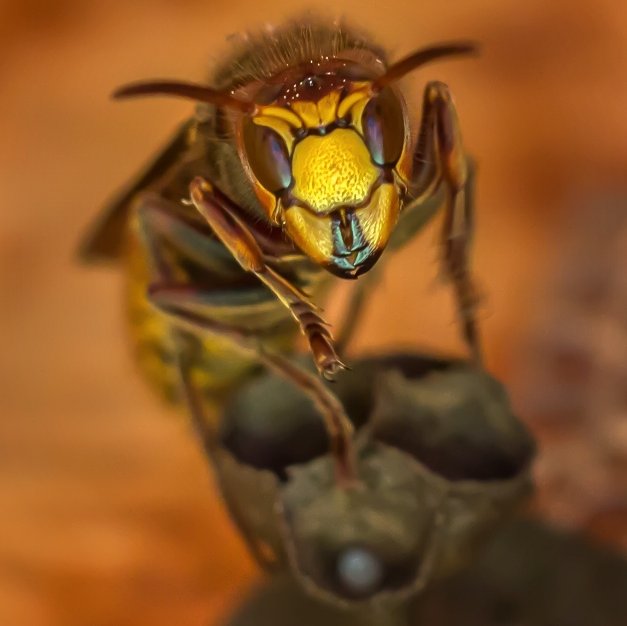 A big ol' left wing wasp......Buzz.
#StingATory (and that includes Starmer)