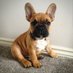 French Bulldog (@worldfrenchie) Twitter profile photo French Bulldog (@worldfrenchie) Twitter profile photo
