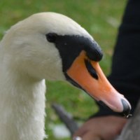 Lincoln Swans (@lincolnswans) 's Twitter Profile