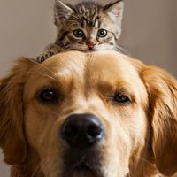 ❤ Amo las Mascotas 🐱🐶 (@am0lasmascotas) 's Twitter Profile