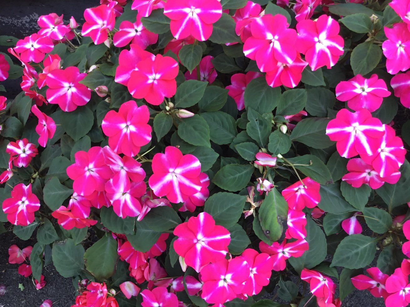 Columbier's profile picture. 