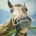 Horses For Courses (@wandergulls) Twitter profile photo