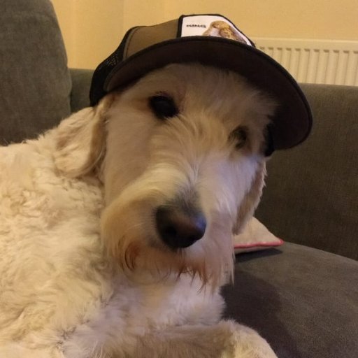 liamdmclennan's profile picture. Former showgirl. Rabbit chaser.